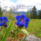 Bergfrühling