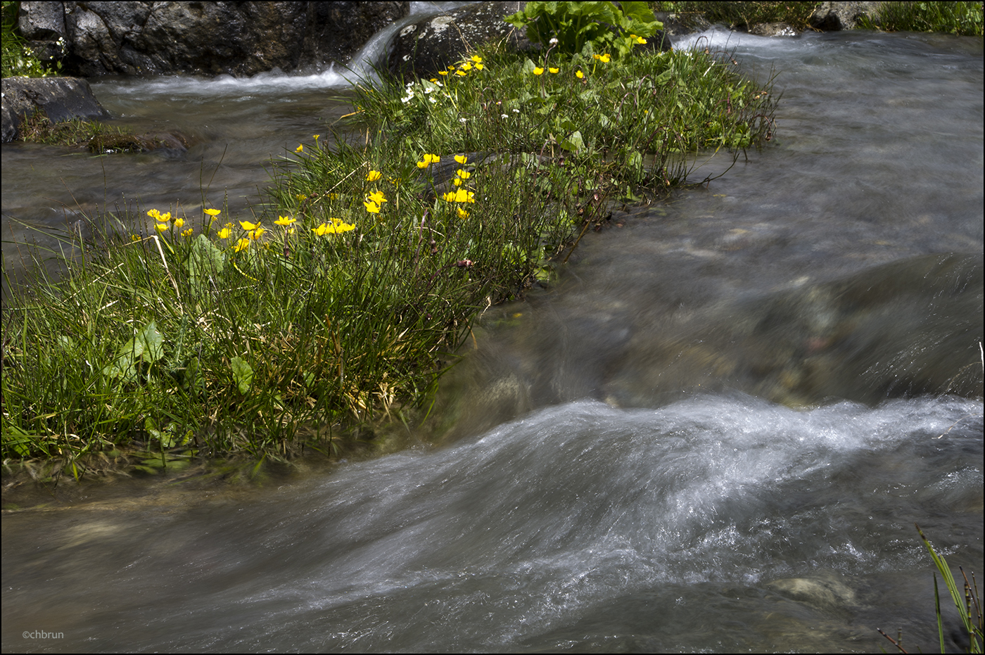 Bergfrühling