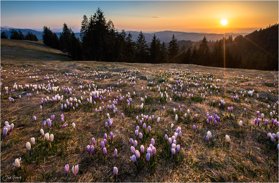 Bergfrühling