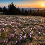 Bergfrühling