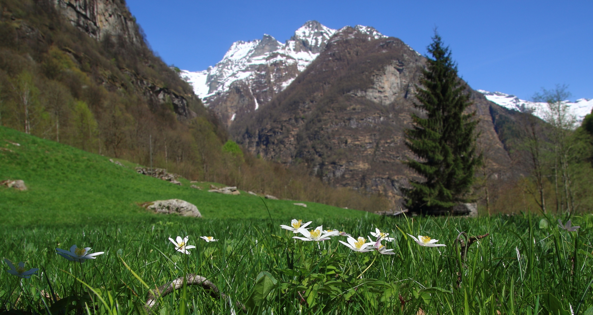 Bergfrühling