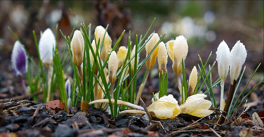 Bergfrühling