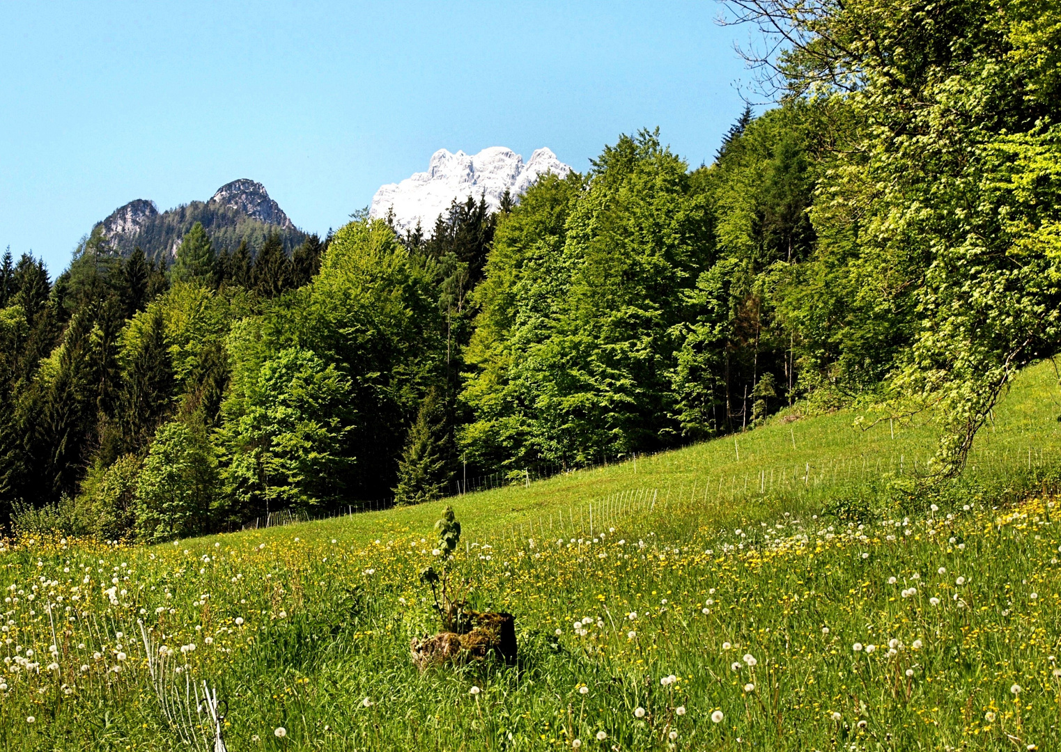 Bergfrühling