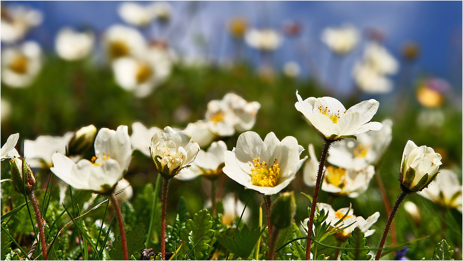 Bergfrühling