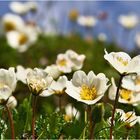 Bergfrühling