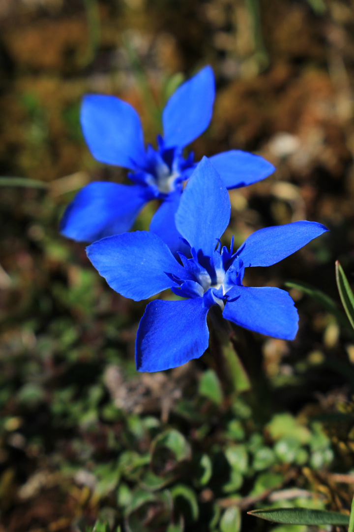 Bergfrühling