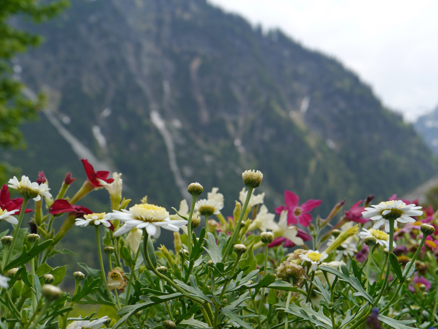 Bergfrühling