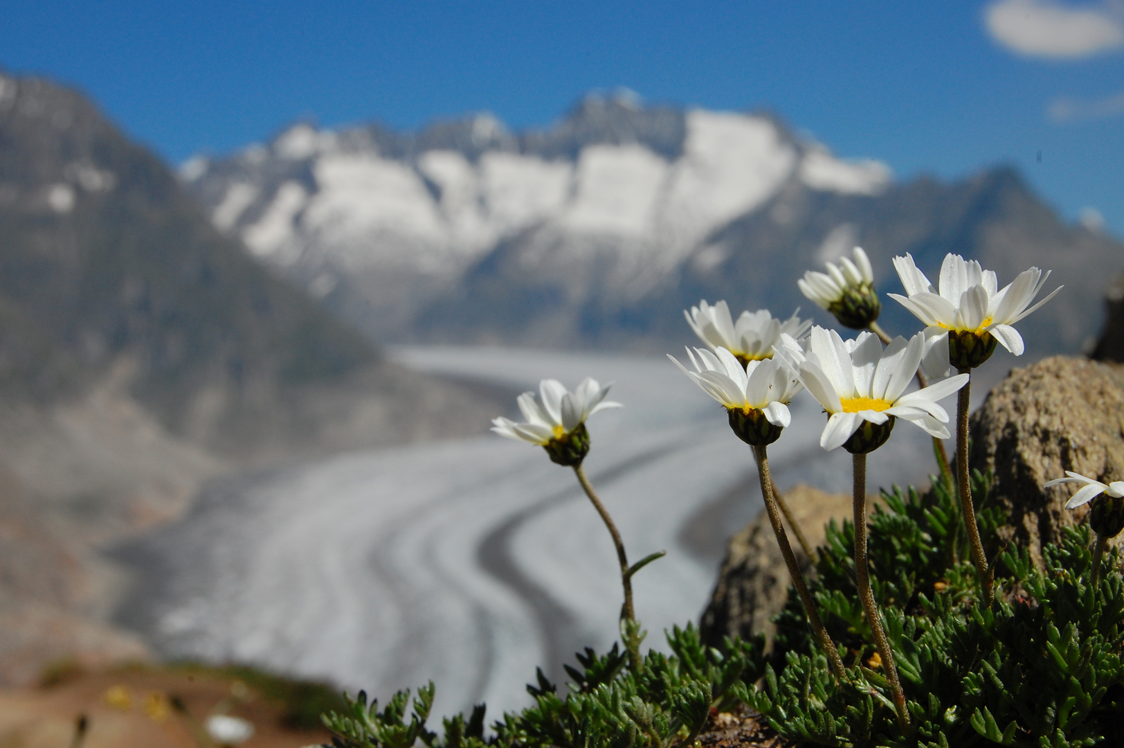 Bergfrühling