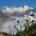 Bergfrühling