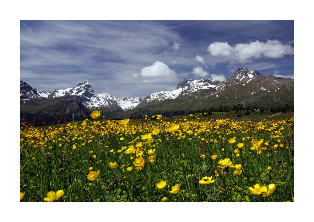 Bergfrühling