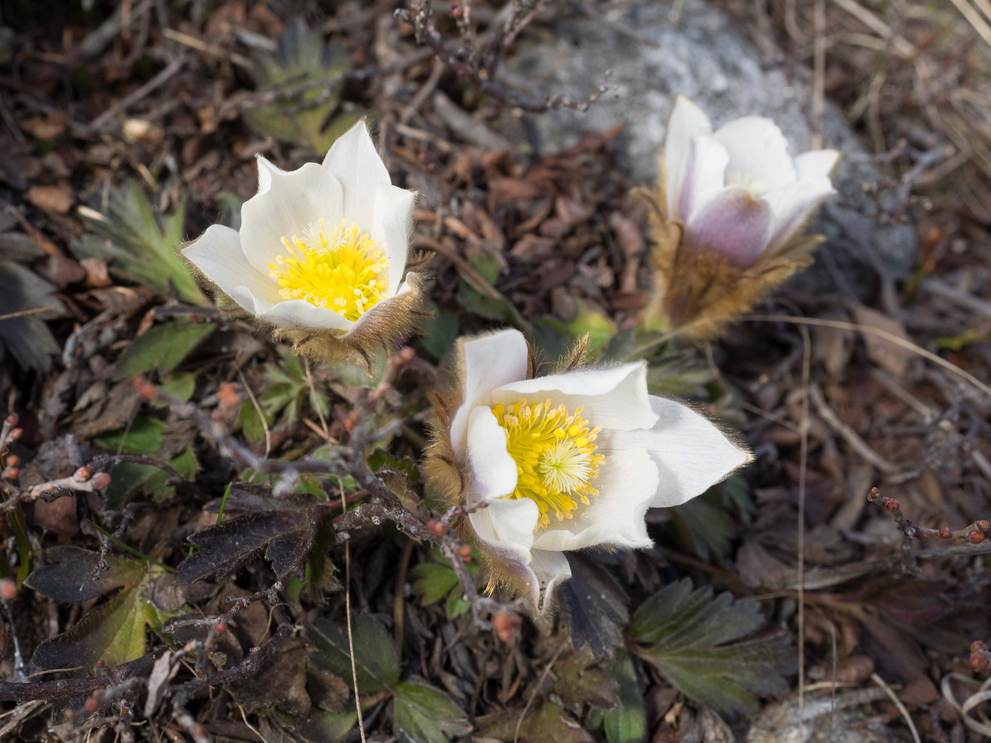 Bergfrühling