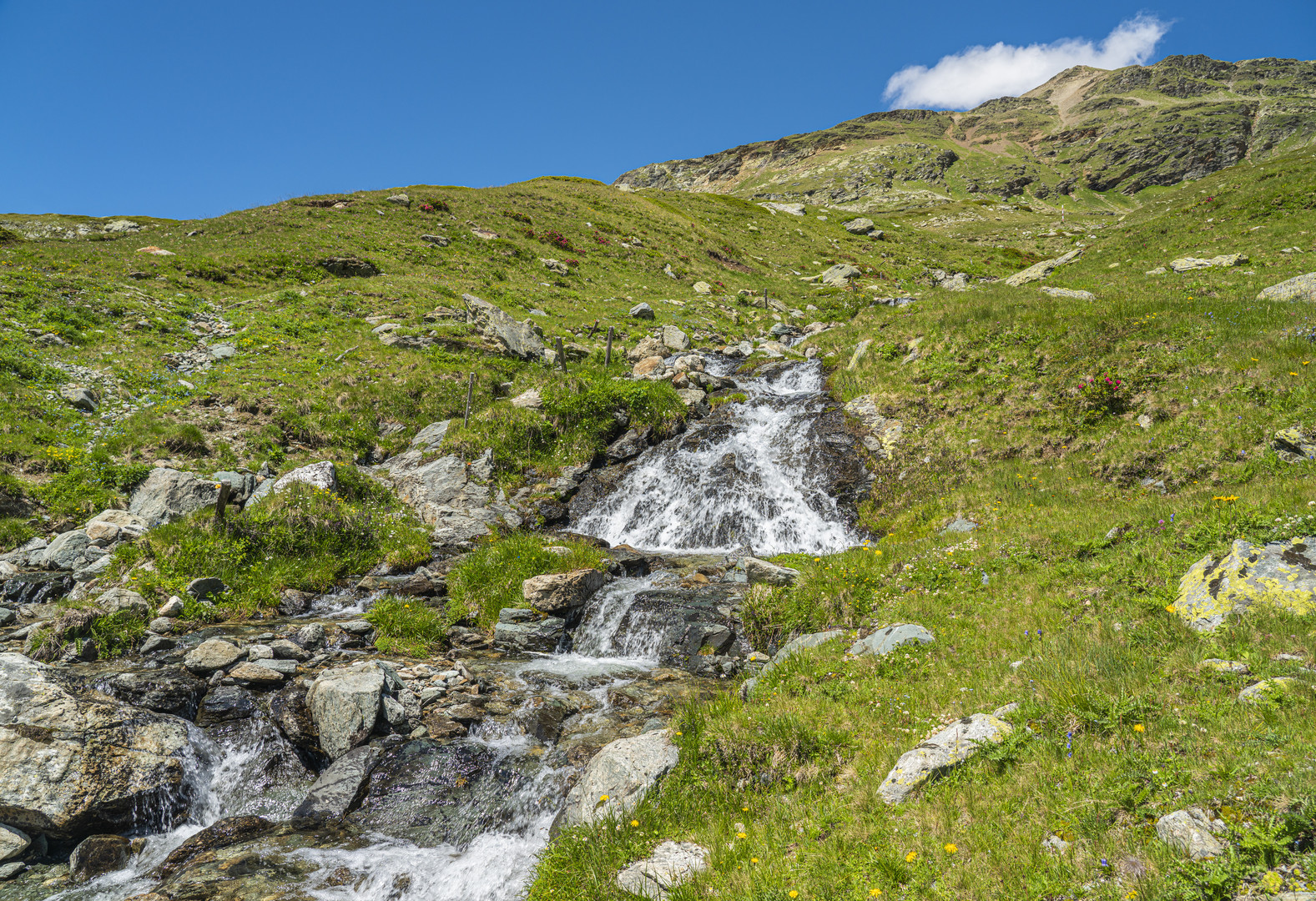 Bergfrühling am Bernina