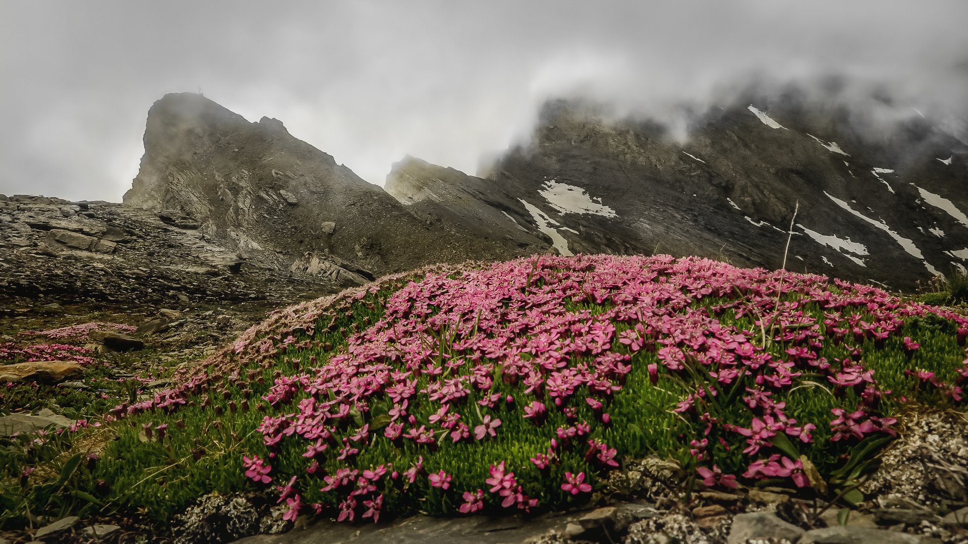 Bergfrühling am Gipfel