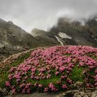 Bergfrühling am Gipfel