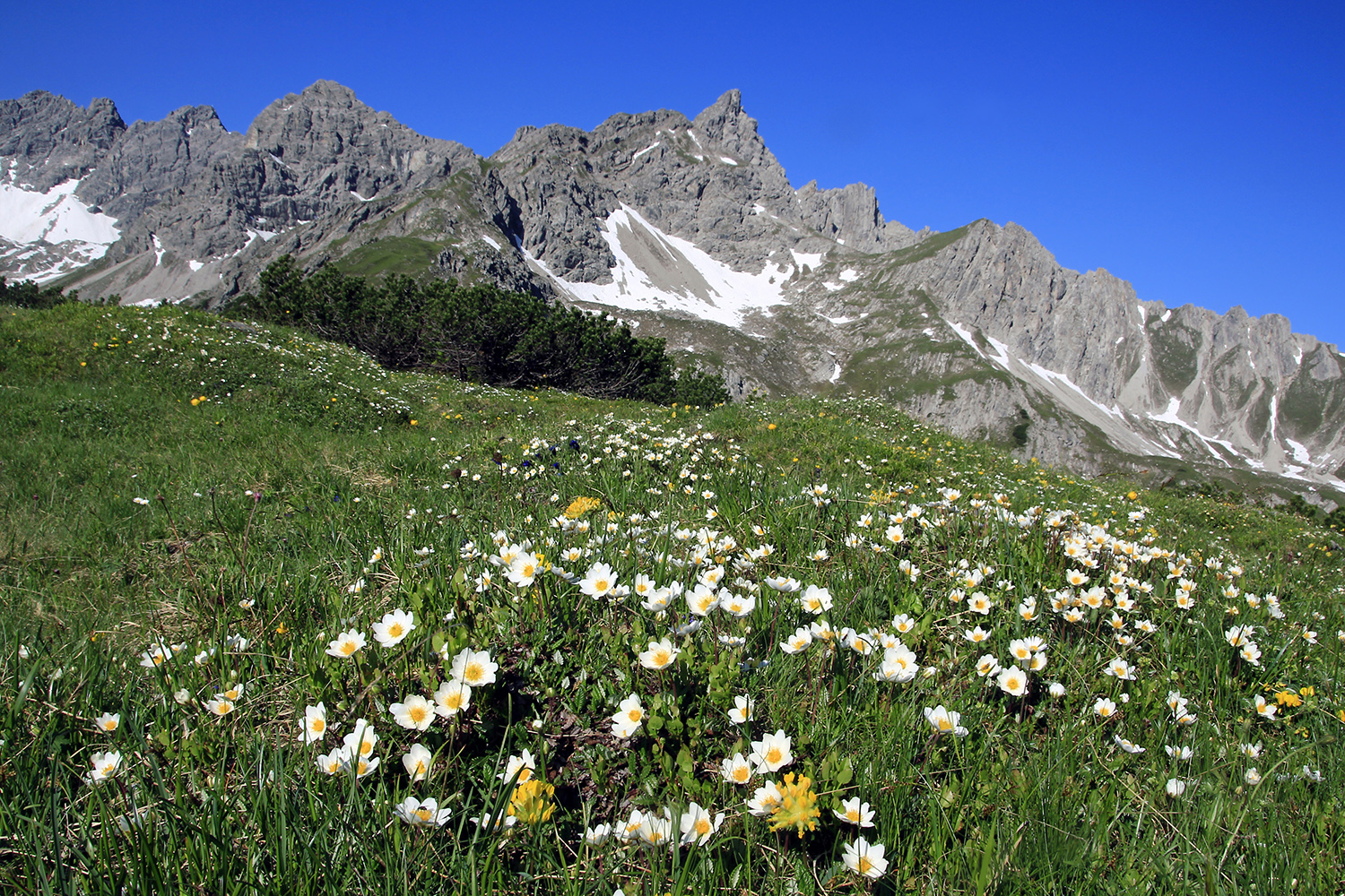 Bergfrühling am Hirschhals!