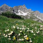 Bergfrühling am Hirschhals!