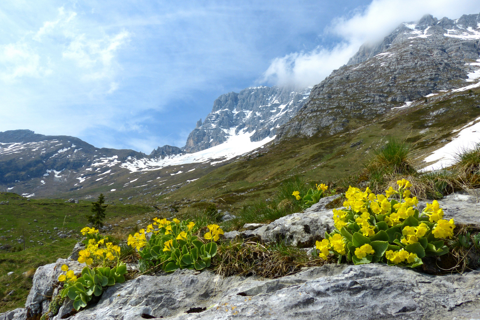 Bergfrühling am Montasio mit Alpenaurikeln