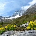Bergfrühling am Montasio mit Alpenaurikeln