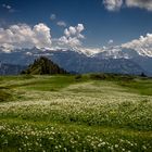 Bergfrühling am Niederhorn