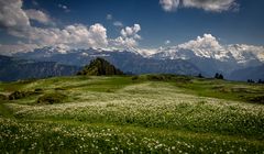 Bergfrühling am Niederhorn