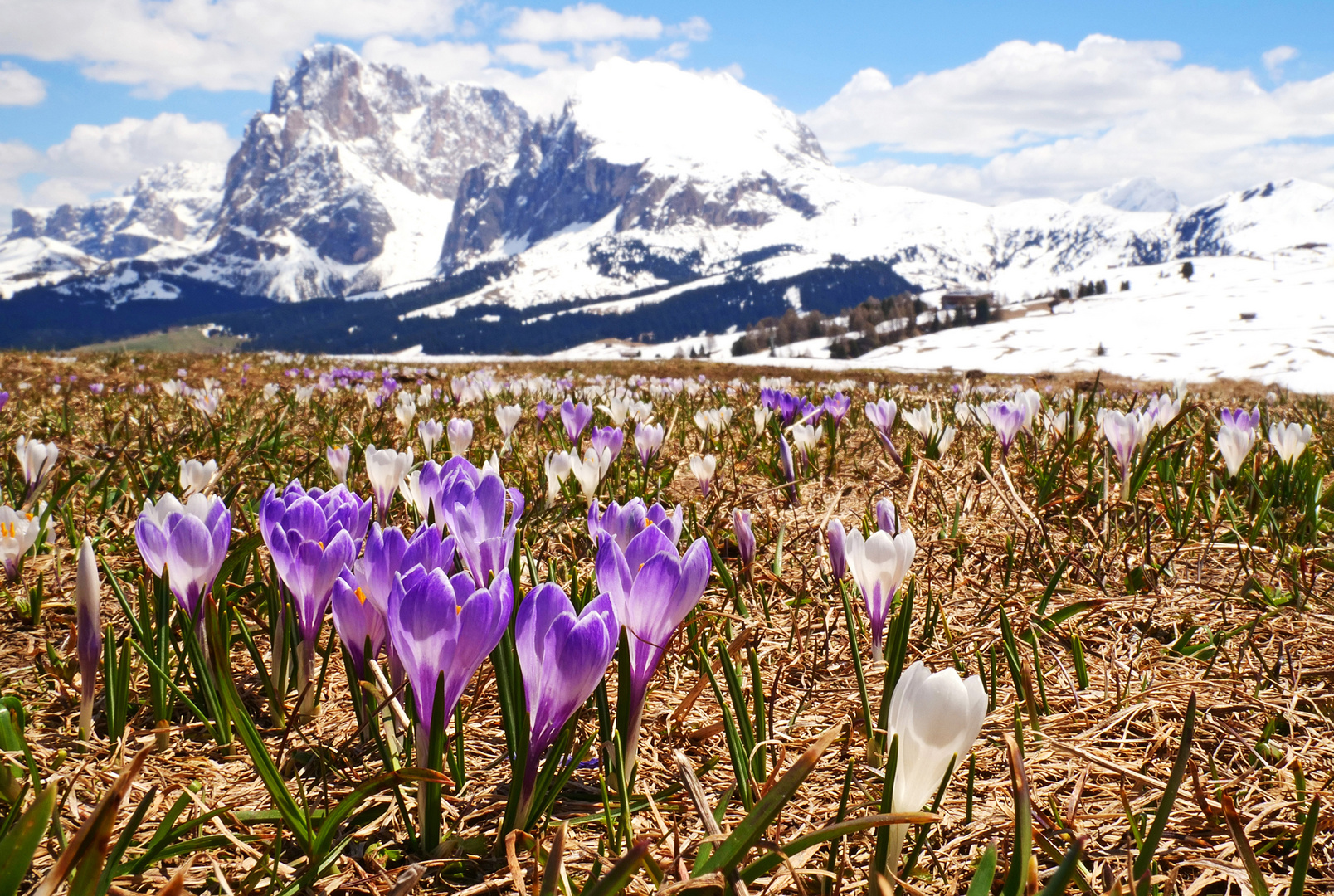 Bergfrühling