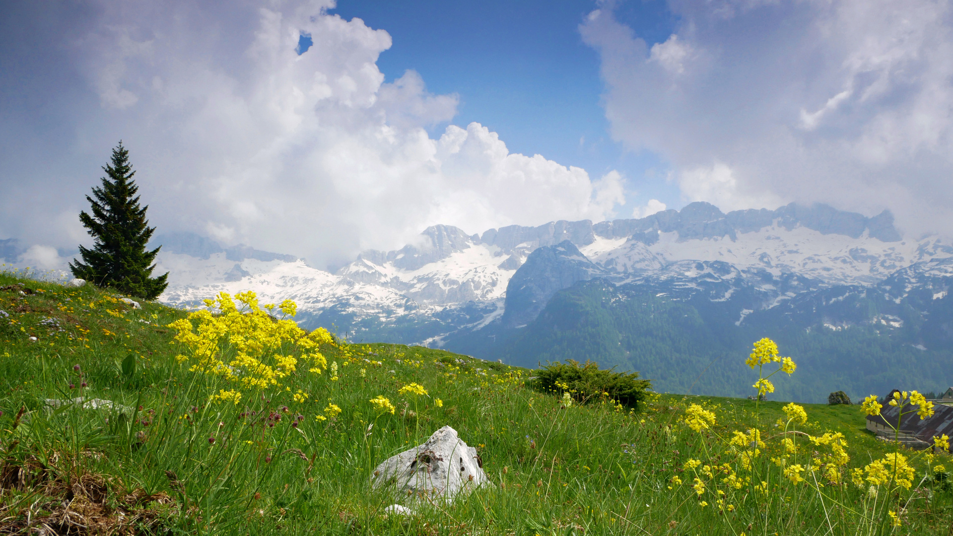 Bergfrühling