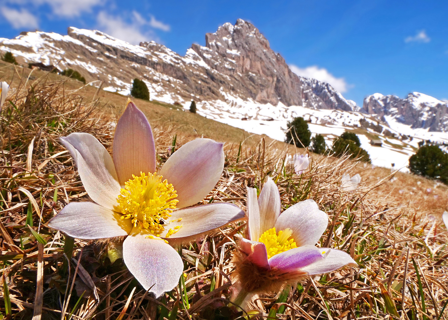 Bergfrühling