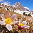 Bergfrühling