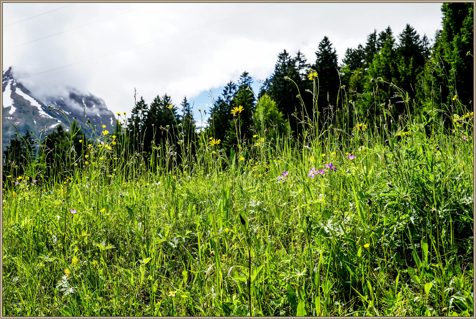 Bergfrühling