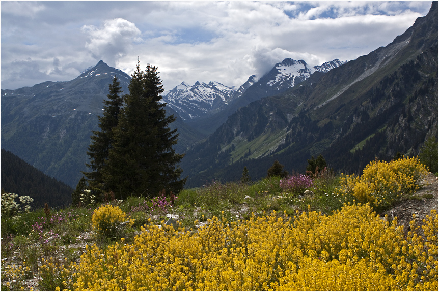 Bergfrühling