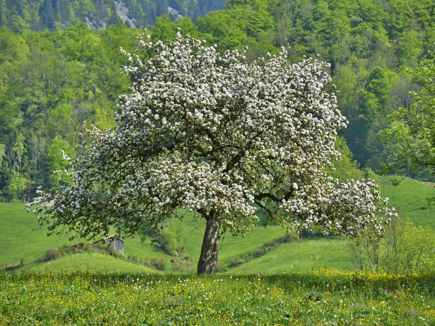 Bergfrühling