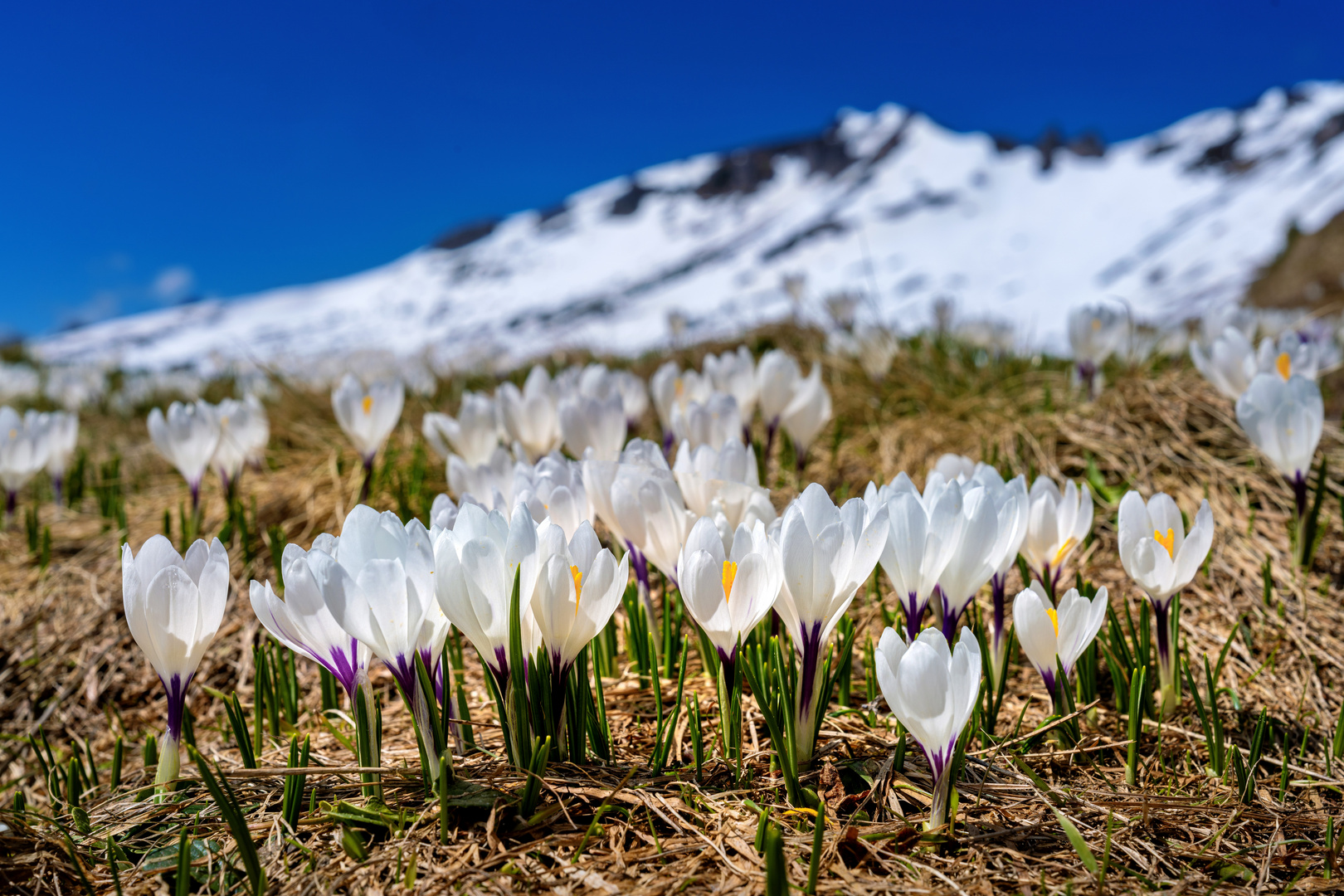 Bergfrühling