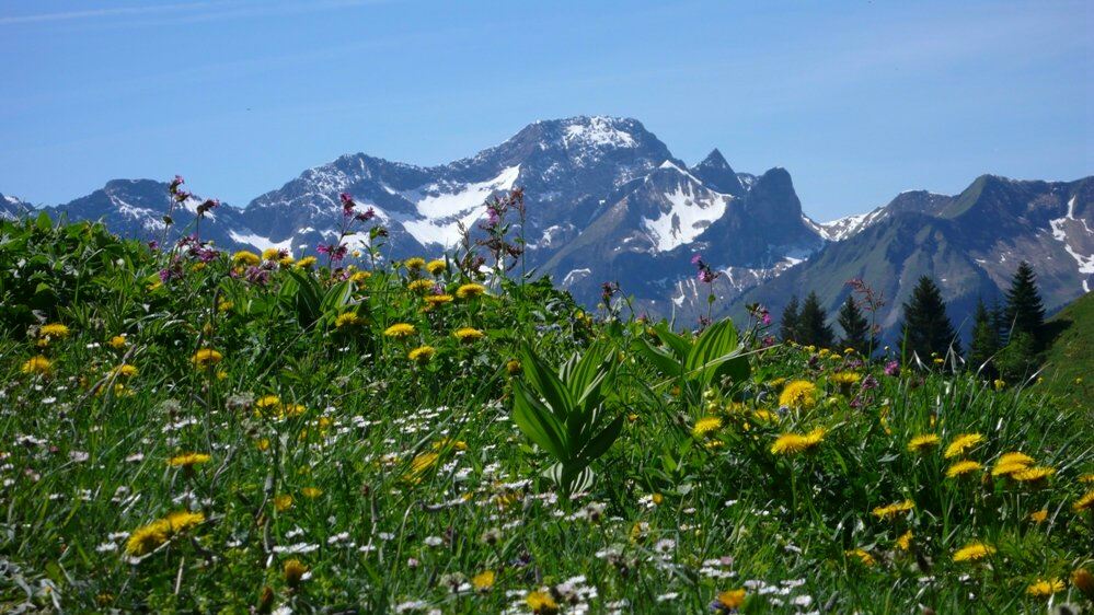 Bergfrühling