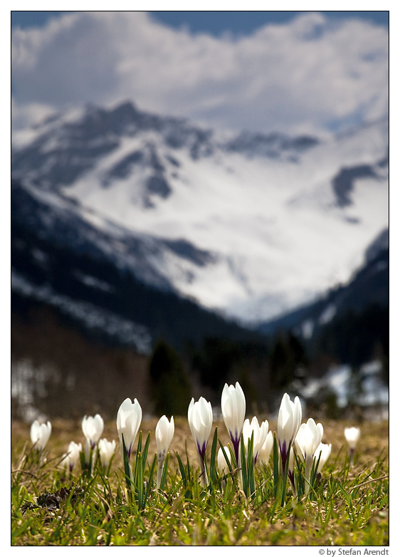 Bergfrühling