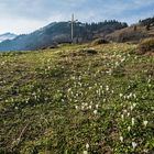 Bergfrühling