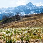 Bergfrühling