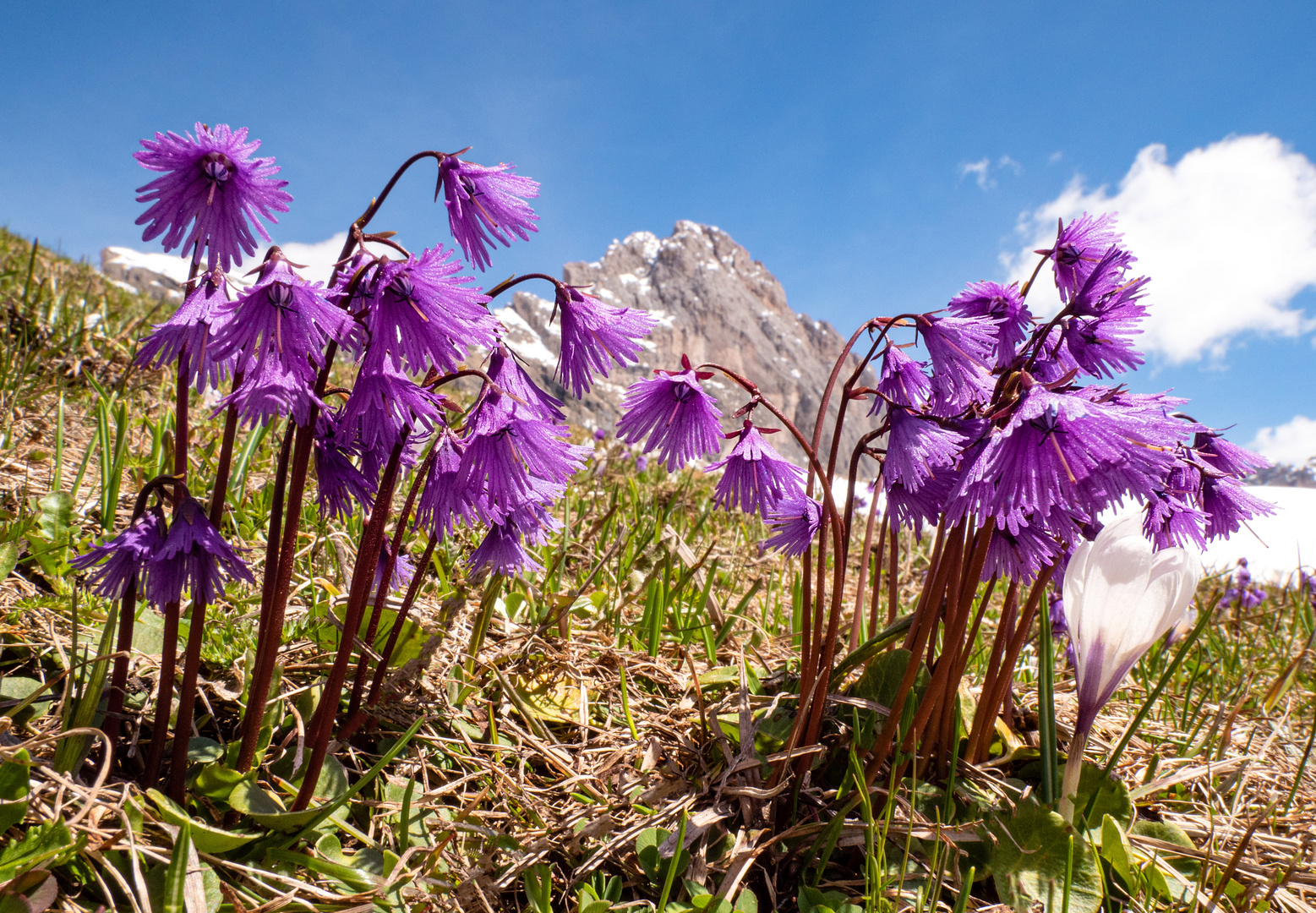 Bergfrühling