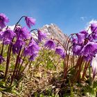 Bergfrühling