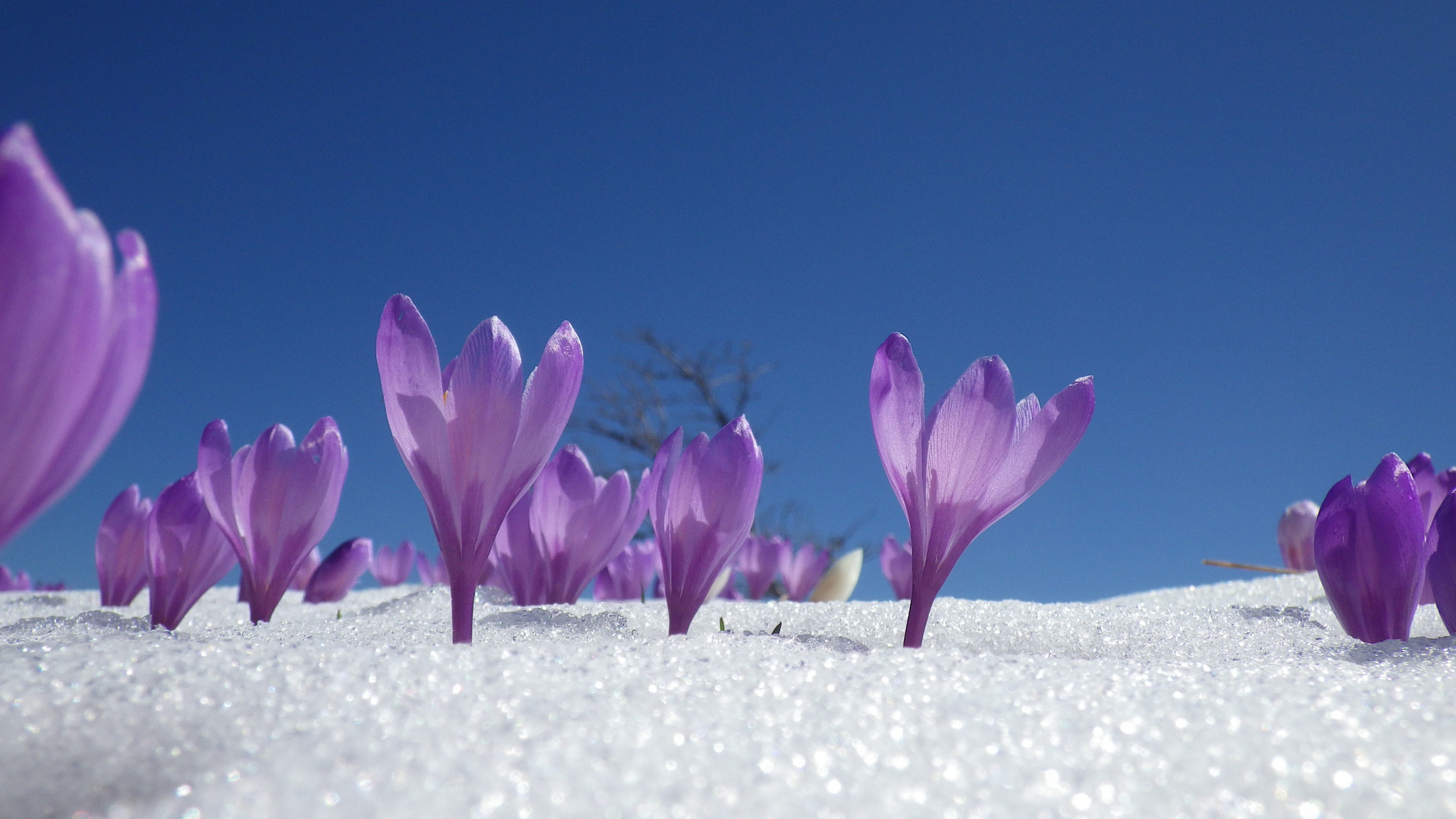 Bergfrühling