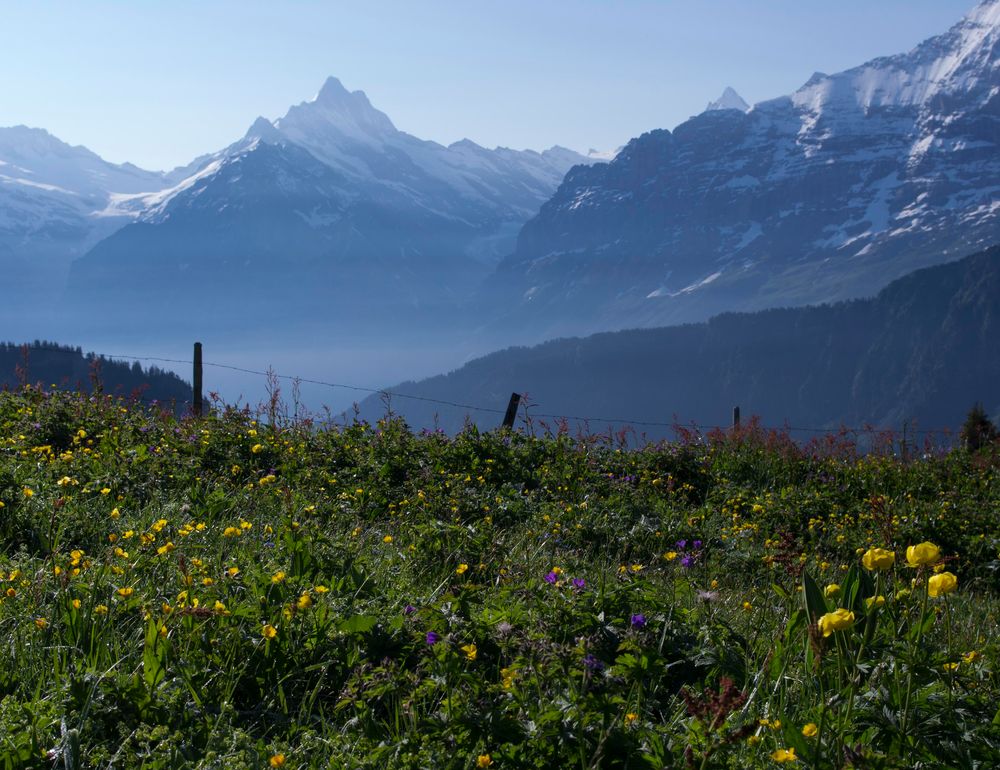 Bergfrühling