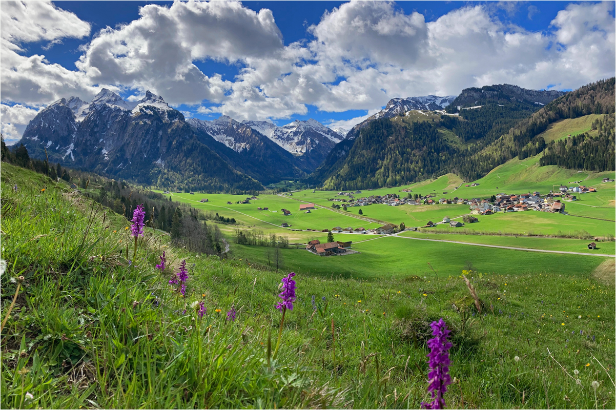 Bergfrühling