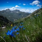 Bergfrühling