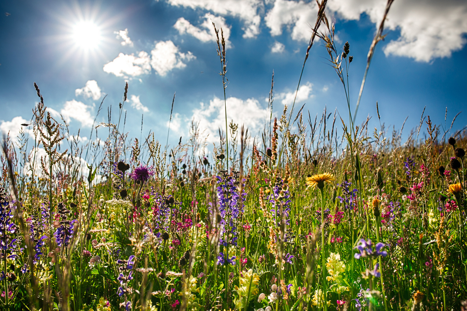 Bergfrühling