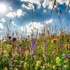 Bergfrühling