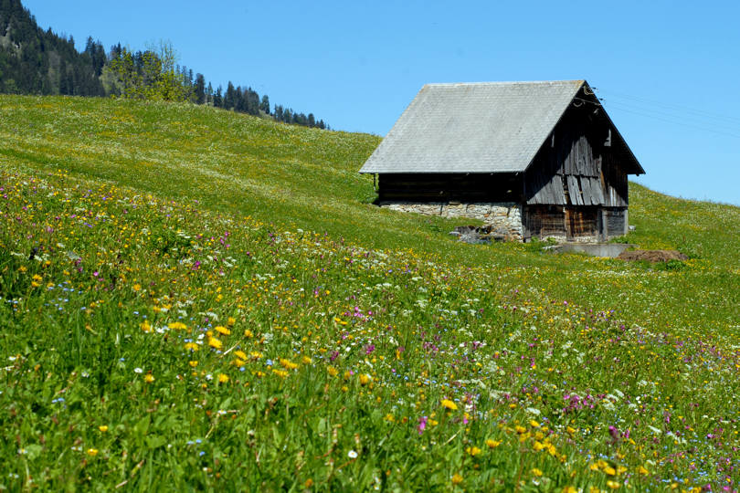 Bergfrühling II