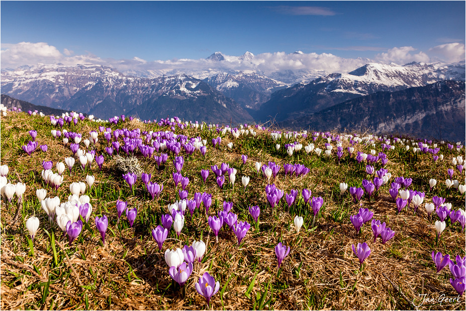 Bergfrühling III