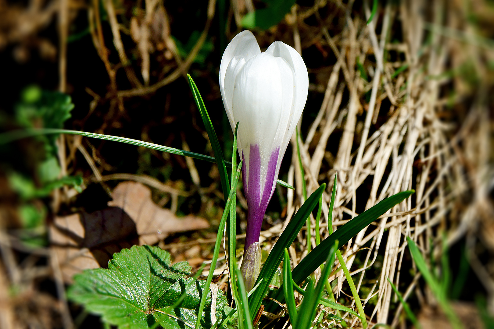 Bergfrühling im Arztal