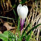 Bergfrühling im Arztal