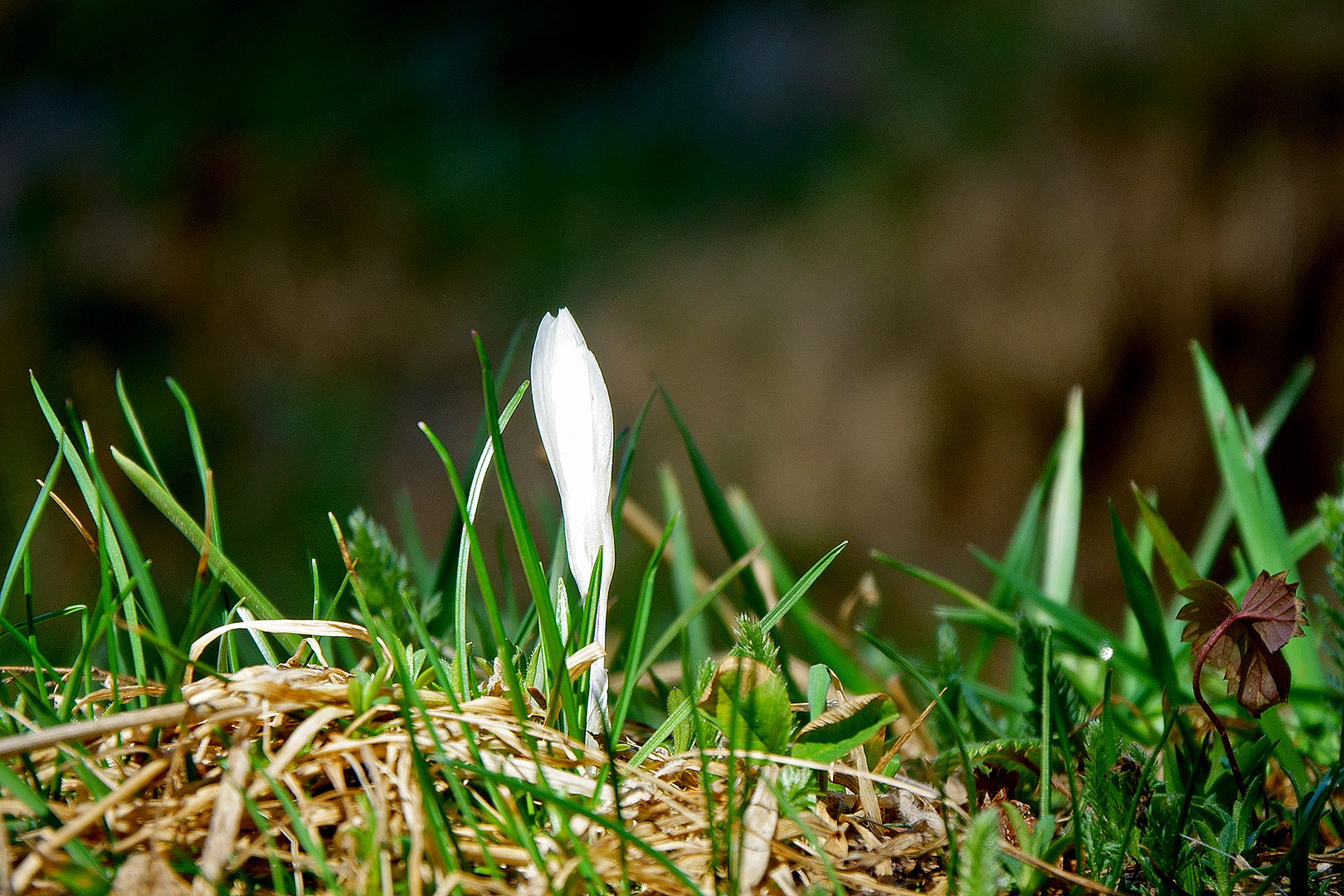 Bergfrühling im Arztal