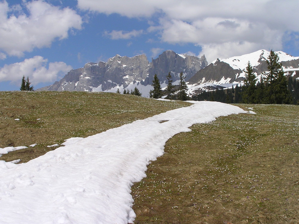 Bergfrühling im Prättigau: Blick auf Drusenfluh 2830m